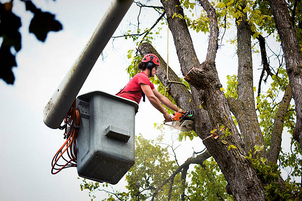 Best Tree Removal Services  in Oxnard, CA